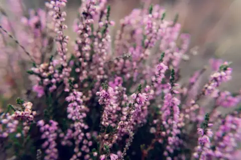 Los mejores arbustos con flores moradas para tu jardín en Austin