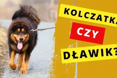 Alternatywy dla kolczatki dla psa: skuteczne i humanitarne metody