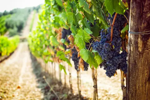 Reife, dunkle Trauben hängen an Rebstöcken in einem sonnigen Weinberg. Diese Bordeaux-Rebsorten versprechen einen köstlichen Wein.