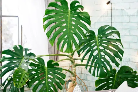 Duża, zielona monstera z charakterystycznymi otworami w liściach, na tle okna i ceglanej ściany.