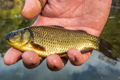 Ein kleiner, goldbrauner Giebel (Fisch) liegt in einer feuchten Hand über klarem Wasser.