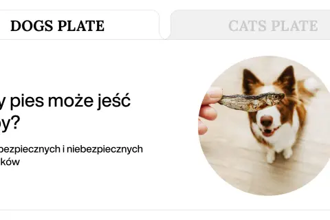 Czy pies może jeść ryby? Pies patrzy z zaciekawieniem na suszoną rybkę podawaną mu przez rękę.