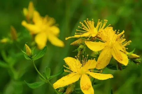 Gelbe Johanniskrautblüten im Fokus. Die Pflanze ist bekannt für ihre positive Johanniskraut Wirkung auf die Psyche.