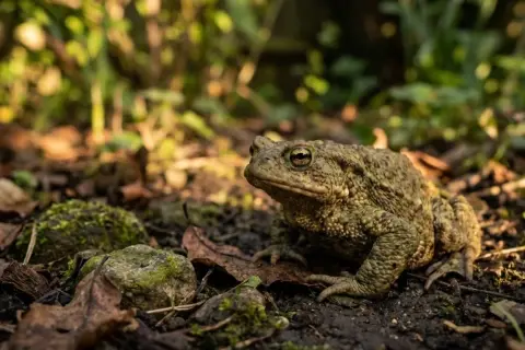 Un crapaud brun, camouflé sur le sol humide, attend patiemment. Pour savoir comment attirer un crapaud, créez un habitat humide et ombragé.