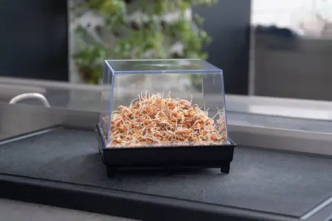Grodda linser i en behållare. Det kan vara farligt att grodda linser om de inte hanteras rätt, då bakterier kan växa.