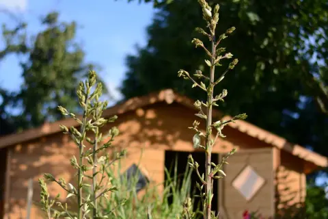 Dwa pędy juki z pąkami kwiatowymi na tle drewnianego domku.