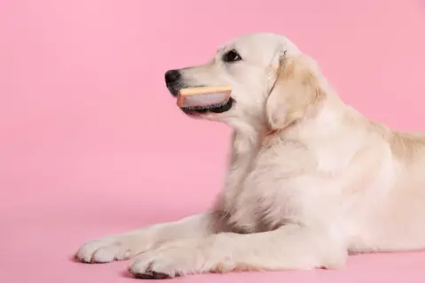 Golden retriever z szczotką w pysku. Zastanawia się, jaka szczotka dla golden retrievera będzie najlepsza do pielęgnacji jego pięknej sierści.