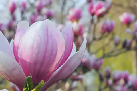 Zbliżenie na różowo-biały kwiat magnolii, w tle rozmyte inne **magnolie odmiany** kwitnące na różowo.