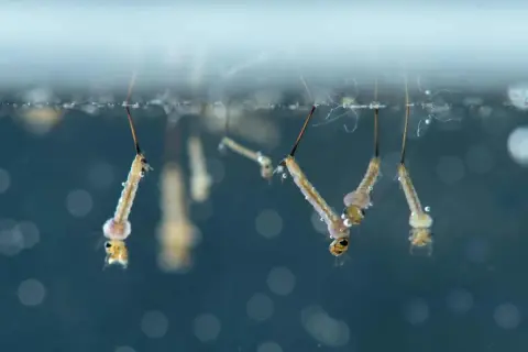 Plusieurs larves de moustiques, appelées "têtards", flottent à la surface de l'eau, respirant grâce à un siphon.