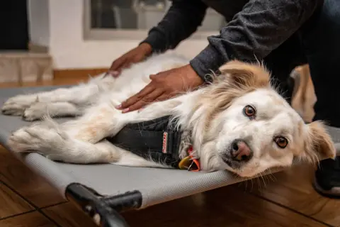 Un perro blanco y dorado disfruta de relajantes masajes para perros en una camilla. Sus ojos marrones miran a la cámara con calma.