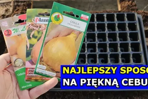 Cebula Exhibition: Kiedy siać na rozsadę, by mieć plony 1-2 kg?