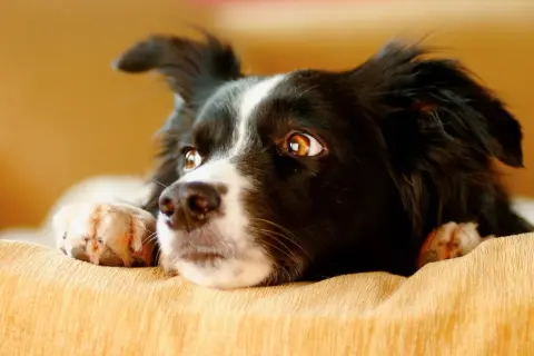 Un perro border collie con ojos curiosos y patas delanteras apoyadas en un sofá. Quizás se pregunte porque bostezan los perros.