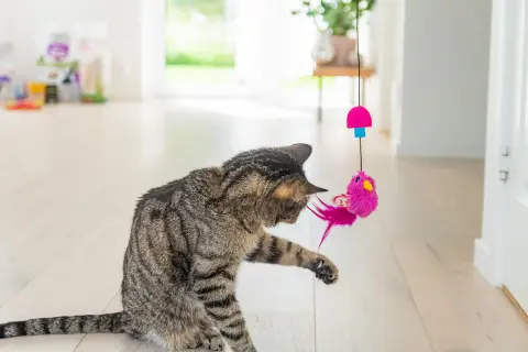 En randig katt leker ivrigt med en rosa fågelleksak som hänger från taket. Äntligen en aktivitet för att motverka att katten blir understimulerad.