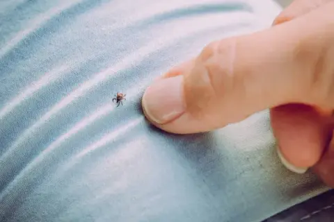Cómo matar pulgas y garrapatas: métodos efectivos para tu hogar