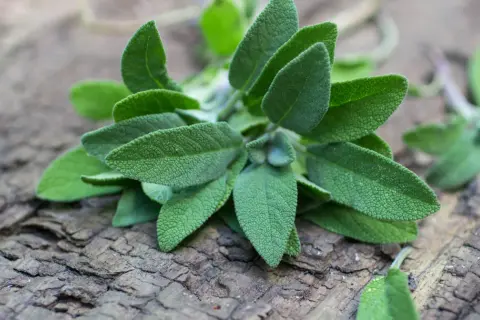 Gałązka szałwii na co? Na zdrowie, do herbaty, do potraw. Jej aksamitne liście kuszą aromatem.