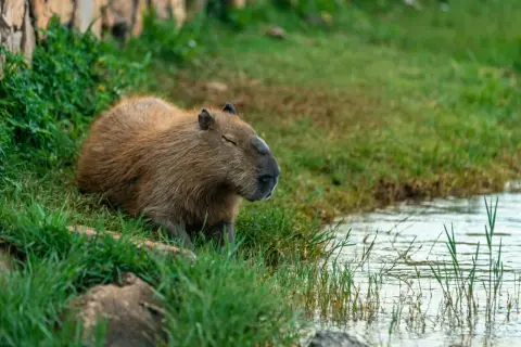 Kapibara odpoczywa na trawie przy wodzie. Jej cena jest nieznana, ale widok jest bezcenny.