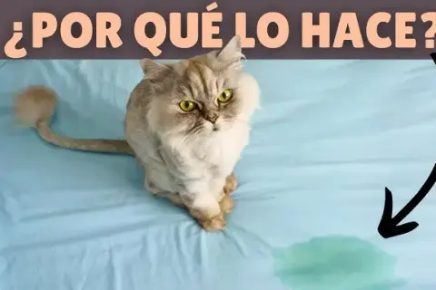 Por qué mi gato se mea en la cama: causas y soluciones efectivas