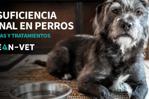 Perro con insuficiencia renal, triste y sin apetito. Texto: Insuficiencia renal en perros. Causas y tratamientos. Klean-Vet.