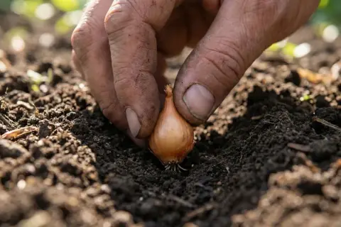 Main d'un jardinier plantant un bulbe d'oignon dans la terre. Début de la plantation oignon pour une récolte future.