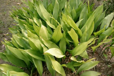 En tät grupp av gröna blad, som en garderobsblomma katt som sträcker ut sig.