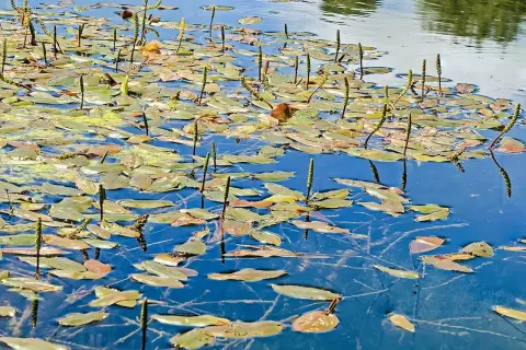 Un étang paisible où le potamot nageant déploie ses feuilles et ses épis floraux sur l'eau bleue.