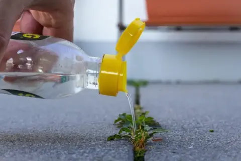 Essigreiniger gegen Unkraut: Eine Hand gießt aus einer Flasche mit gelbem Verschluss eine Flüssigkeit auf eine Pflanze, die aus einer Fuge im Asphalt wächst.