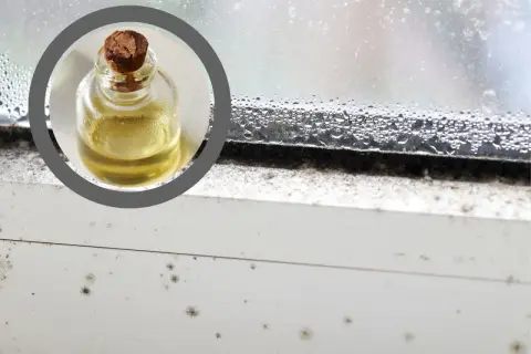 Mała buteleczka z żółtym płynem na tle zapleśniałego parapetu i okna. Pleśń na winie w balonie to problem, z którym można walczyć.