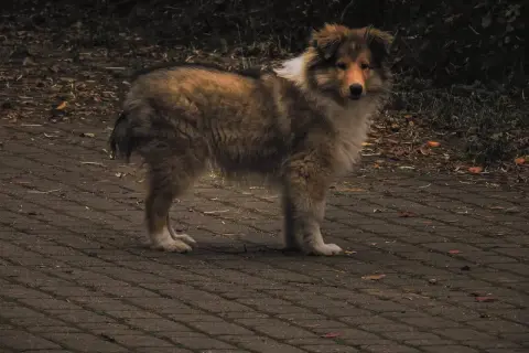 Pies rasy collie stoi na chodniku. Może czuć bulgotanie w brzuchu i wodnistą biegunkę, dlatego wygląda na zmartwionego.