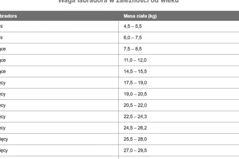 Tabela pokazuje, jak zmienia się labrador waga od 6 tygodni do 11 miesięcy.