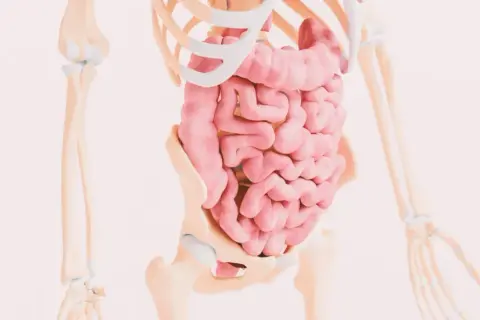 Anatomia układu pokarmowego. Zmiany w jelitach mogą być związane z celiakią objawy.