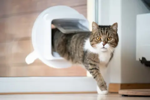 Katze nutzt gerade die neu eingebaute Katzenklappe, um ins Freie zu gelangen.