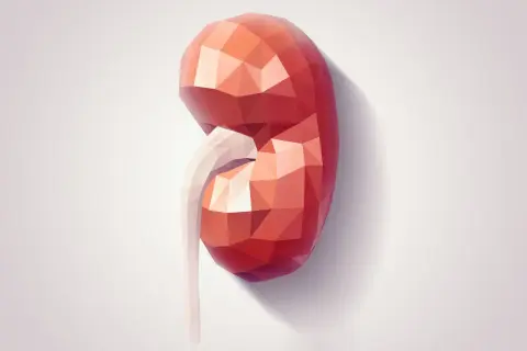 Stylizowana, czerwona nerka podkowiasta z białym moczowodem, wykonana w technice low poly.