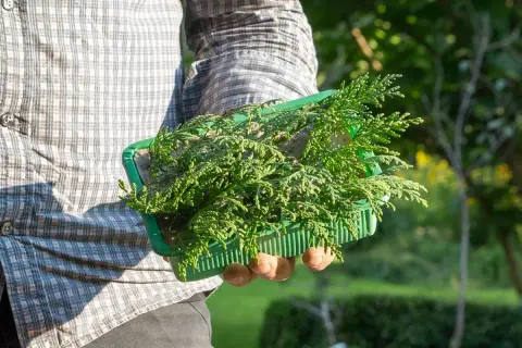 Grüne Thuja-Setzlinge in einem Behälter, bereit zum Pflanzen. So einfach kann man Thuja selber ziehen.