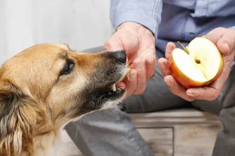 A person offers a piece of apple to a dog, showing that dogs can eat apples as a healthy treat.