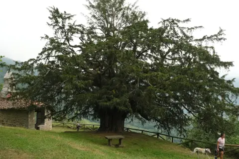 Un majestuoso tejo, árbol milenario, se alza junto a una ermita de piedra. Una mujer pasea con su galgo por el prado.