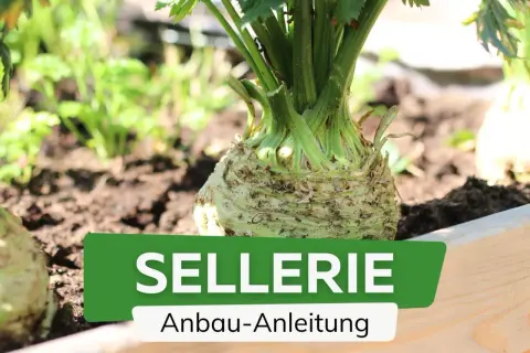 Sellerie pflanzen im Garten. Ein Sellerieknolle wächst im Beet, daneben weitere junge Selleriepflanzen. Anleitung zum Anbau.