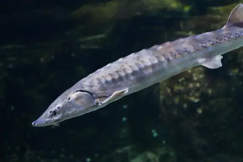 Un esturgeon d'Europe, poisson préhistorique aux plaques osseuses, nage dans les eaux sombres.