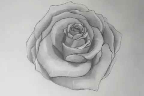 Bleistiftzeichnung einer Rose mit detaillierten Blütenblättern.