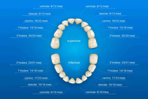 Schema dei denti da latte con i loro nomi e tempi di eruzione. I denti centrali spuntano tra 6 e 12 mesi.