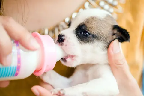 A tiny puppy, without its mom, is being fed puppy milk replacer from a pink bottle. This is how to feed a 4 week old puppy without mom.