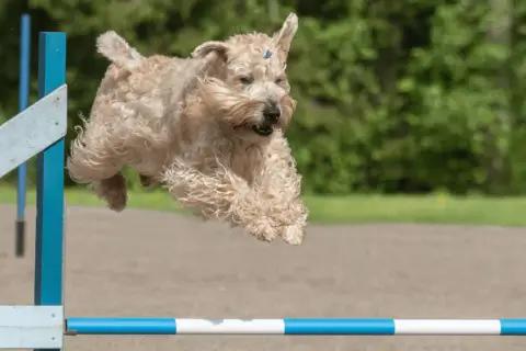 Irish soft coated wheaten terrier w locie nad przeszkodą, z wesołym wyrazem pyska i falującą sierścią.