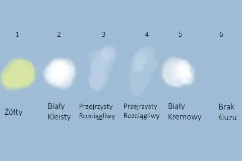 Jaki śluz oznacza ciążę? Odkryj ważne zmiany i ich znaczenie