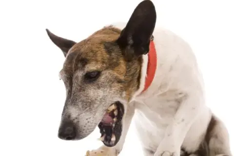 Ruidos en el estómago de mi perro por la noche: causas y soluciones