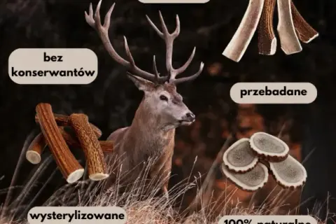 Jak przygotować poroże jelenia dla psa, by zapewnić mu bezpieczeństwo