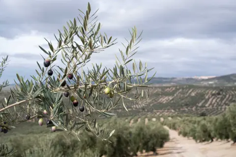 Rama de olivo con aceitunas maduras y verdes, con un campo de olivos al fondo. Un paisaje que invita a descubrir qué ver en Úbeda y Baeza.