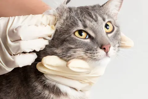 A veterinarian examines a cat's ear, checking for signs of a cat ear infection. The cat has striking yellow eyes and grey tabby fur.