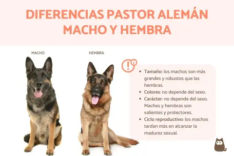 Un perro pastor alemán macho y una hembra, mostrando diferencias de tamaño y características.