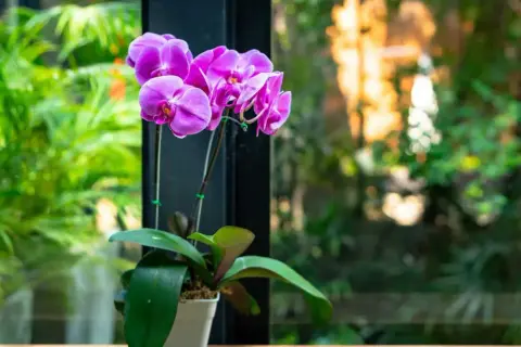 Une belle orchidée rose aux pétales délicats, posée sur un rebord de fenêtre, avec un jardin verdoyant en arrière-plan.