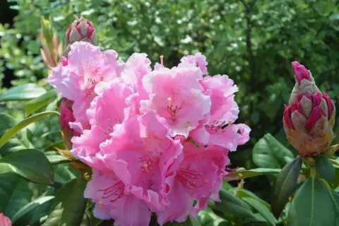 Piękne, różowe kwiaty rododendrona. Warto wiedzieć, kiedy nawozić rododendrony, by cieszyć się ich kwitnieniem.