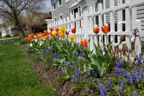 Kolorowy ogród wzdłuż białego płotu, pełen tulipanów i niebieskich hiacyntów.